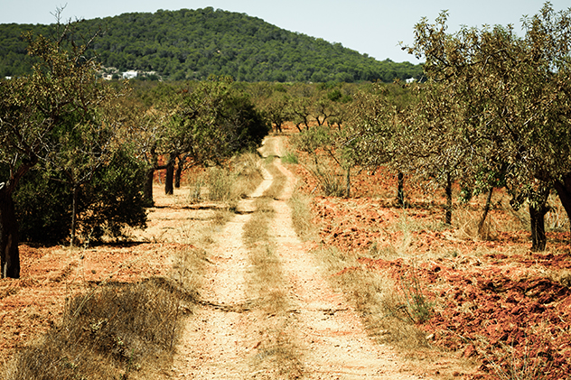 Ibiza island landscape with agriculture fields on red clay soil